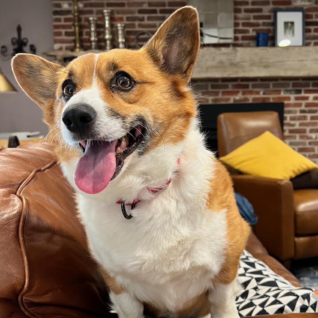 Enlarge Honey, a Adoptable mixed breed in Staten Island, NY image 2/3