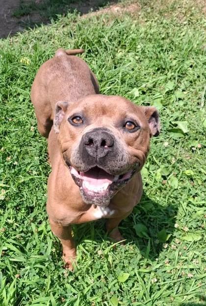 Enlarge Juno, a ADOPTABLE mixed breed in Moundsville, WV image 1/1