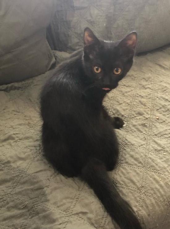 Reed, an adoptable Domestic Short Hair in Pasco, WA, 99301 | Photo Image 1
