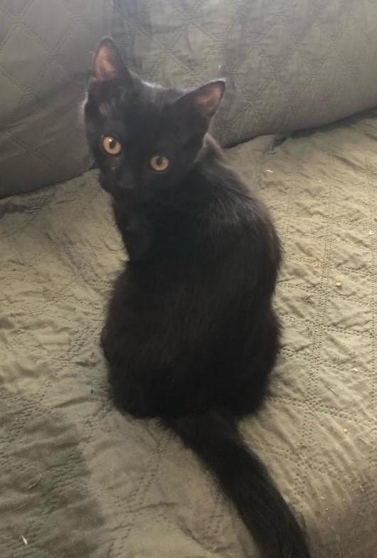 Reed, an adoptable Domestic Short Hair in Pasco, WA, 99301 | Photo Image 2