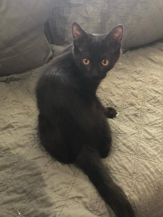 Reed, an adoptable Domestic Short Hair in Pasco, WA, 99301 | Photo Image 3