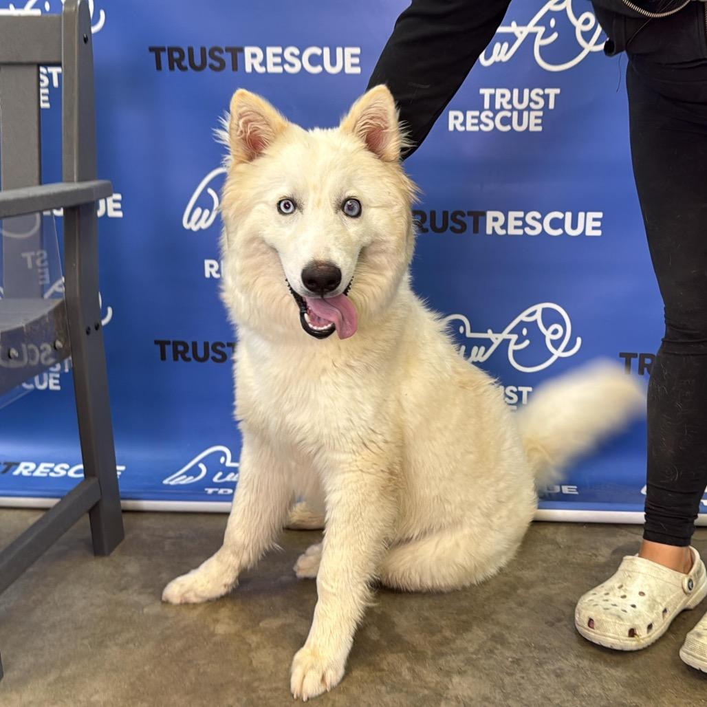 Enlarge HOLLANDER, a Adoptable mixed breed in Berlin, NJ image 1/5