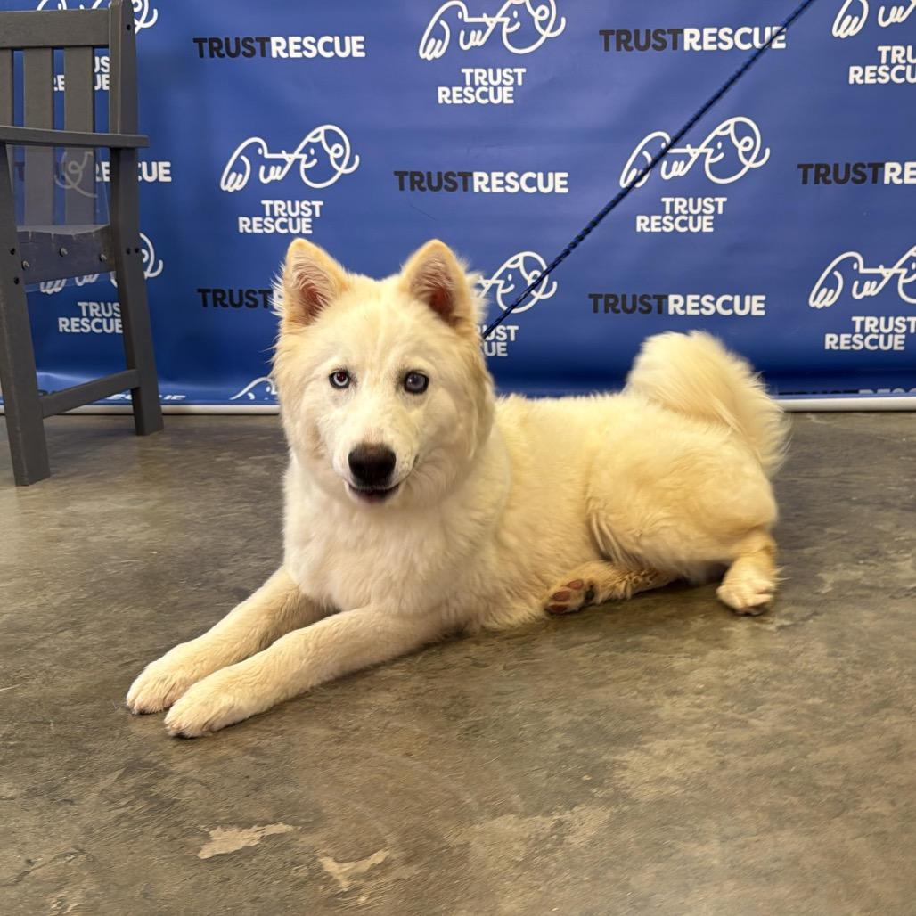 Enlarge HOLLANDER, a Adoptable mixed breed in Berlin, NJ image 2/5
