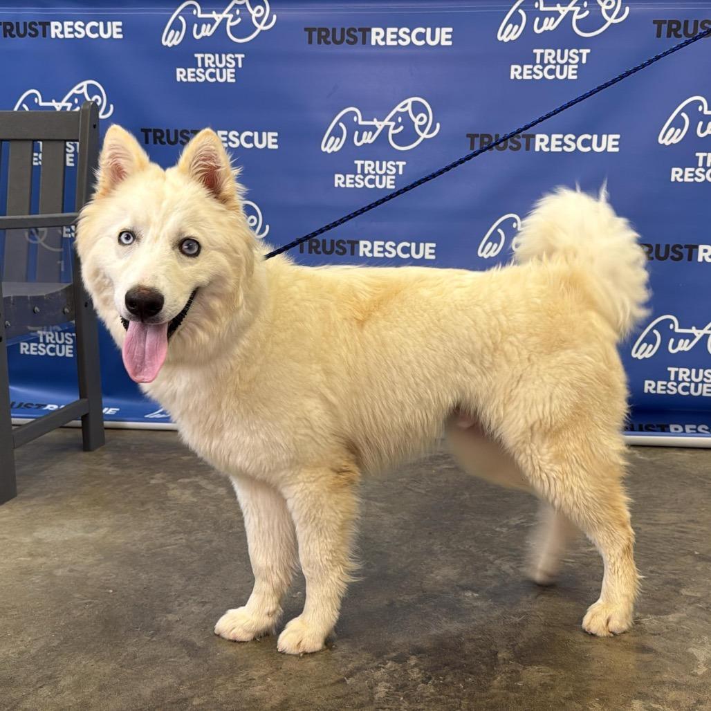 Enlarge HOLLANDER, a Adoptable mixed breed in Berlin, NJ image 3/5