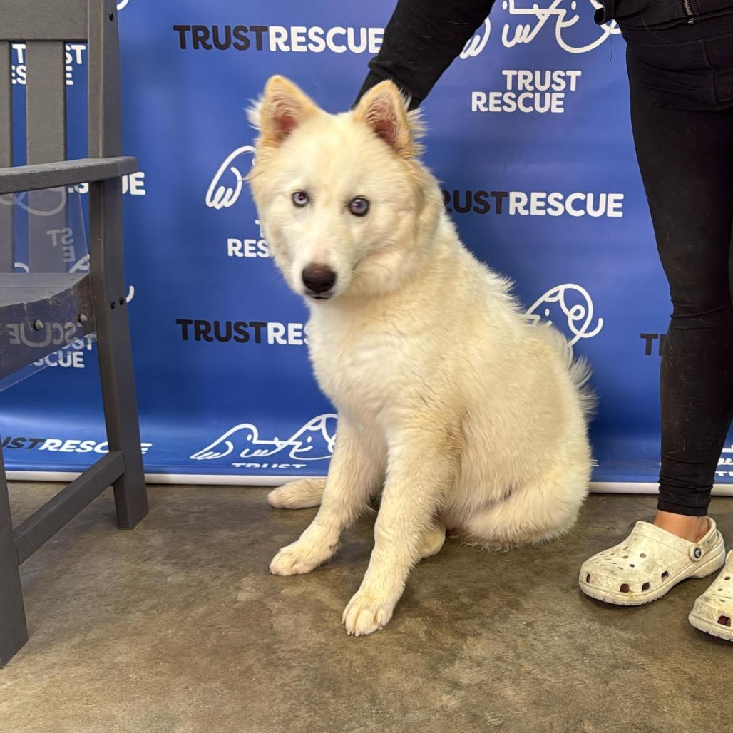 Enlarge HOLLANDER, a Adoptable mixed breed in Berlin, NJ image 4/5