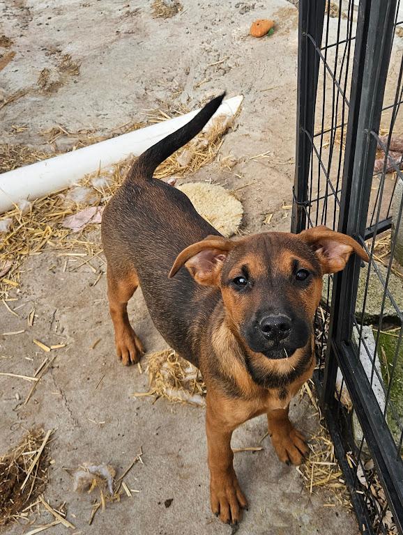 Gemma — thumbnail 3