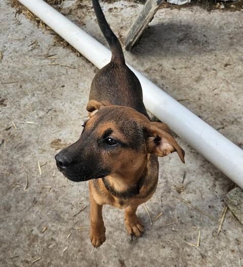 Gemma — thumbnail 4