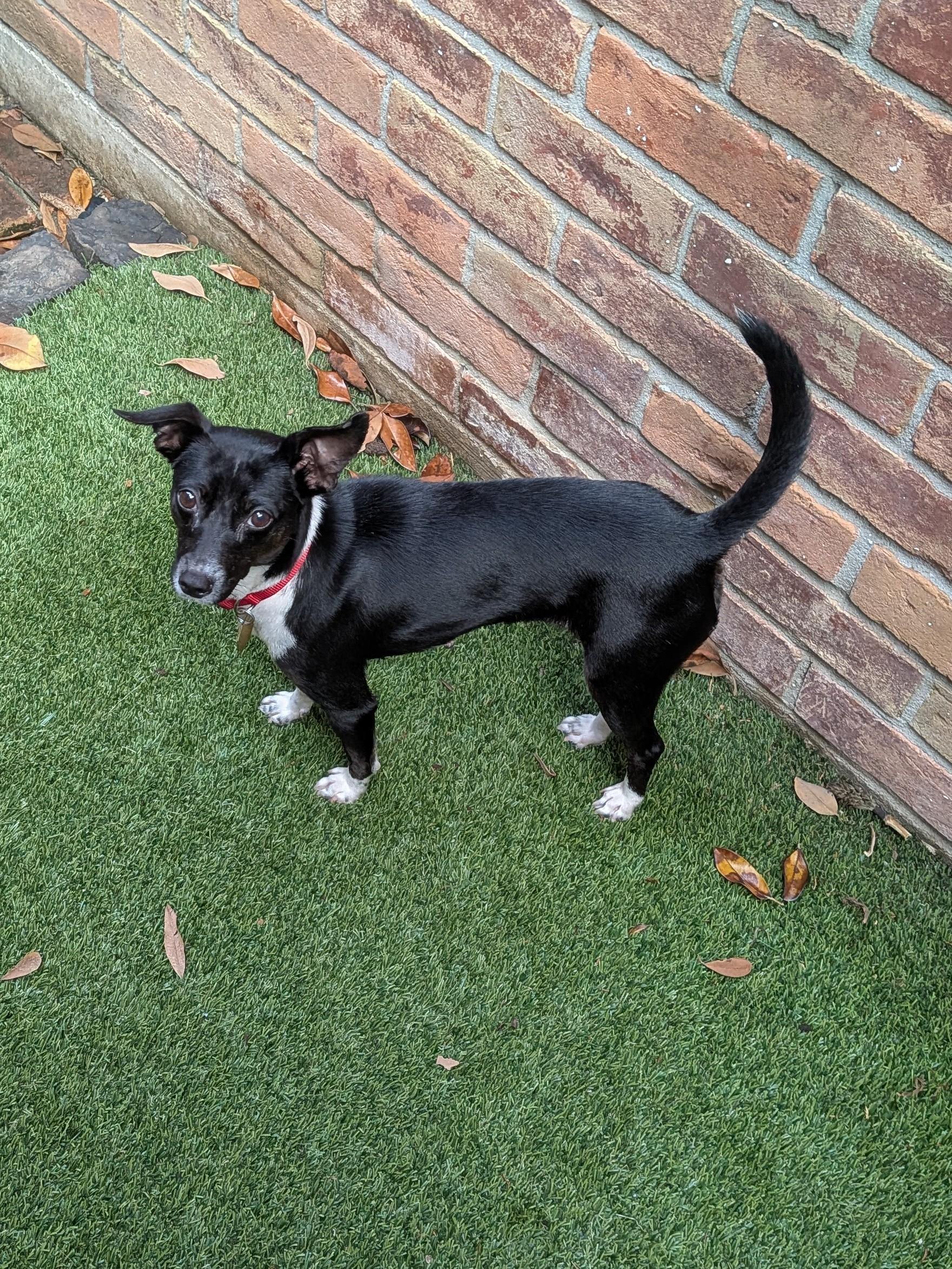 Enlarge Merry - COMING SOON! , a ADOPTABLE mixed breed in Houston, TX image 1/1