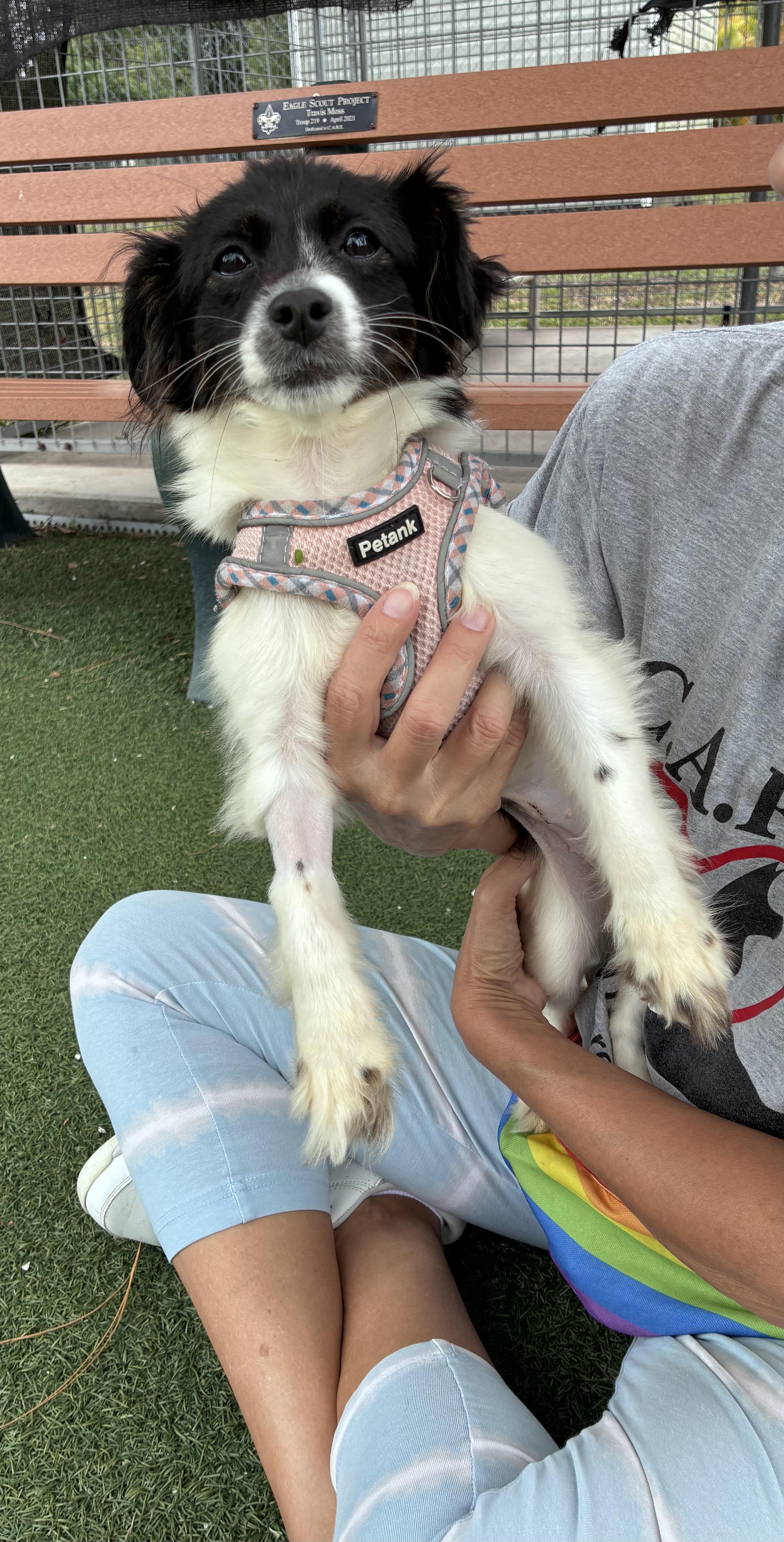 Bella, adopted, Young Female Mixed Breed.