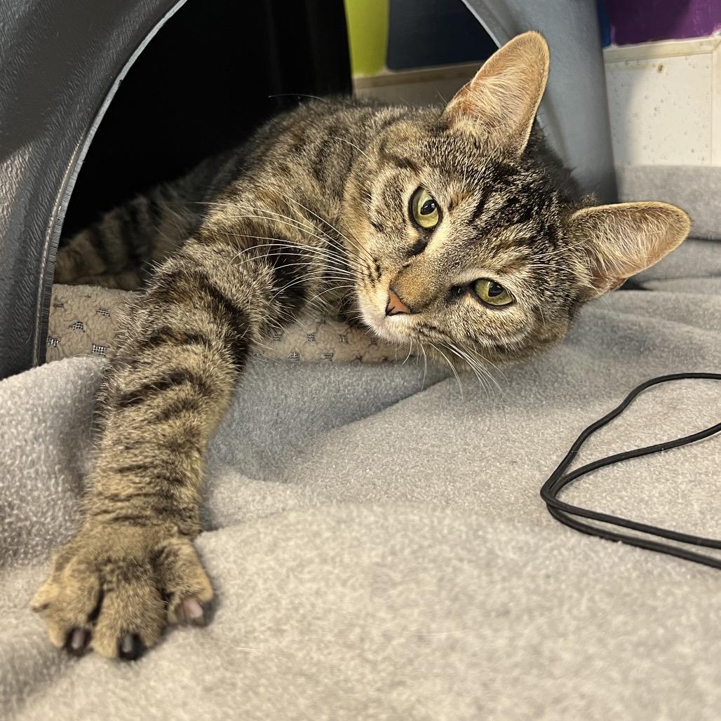 Cleo, Adoptable, Adult Female Domestic Short Hair.