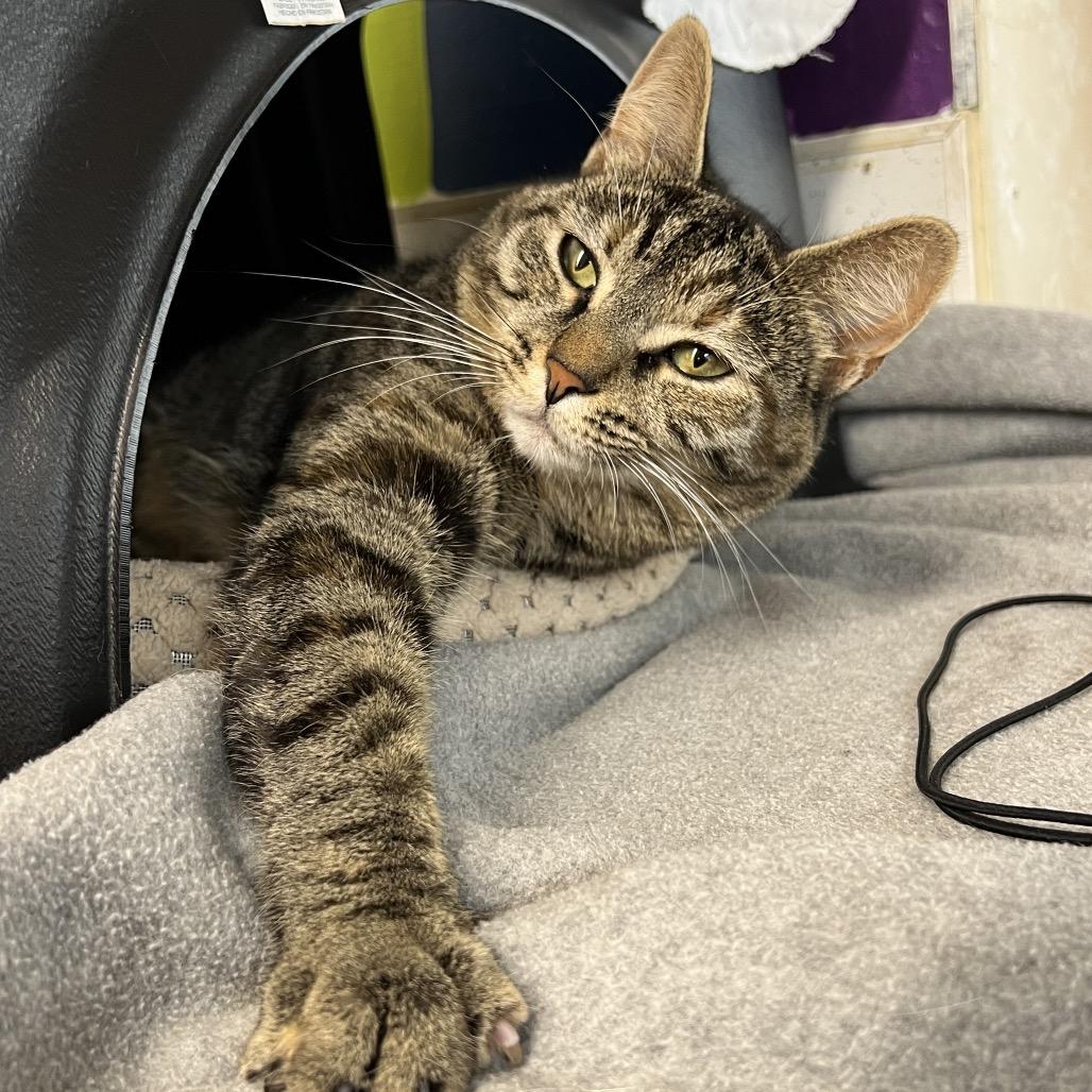 Enlarge Cleo, a Adoptable Domestic Short Hair in Delaware, OH image 2/4