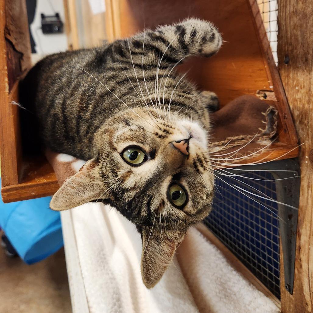 Enlarge Cleo, a Adoptable Domestic Short Hair in Delaware, OH image 3/4
