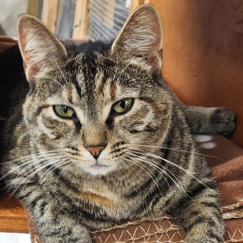 Enlarge Cleo, a Adoptable Domestic Short Hair in Delaware, OH image 4/4