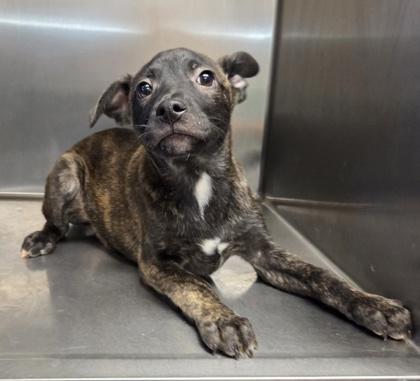 Simba, Adoptable, Puppy Male Boston Terrier & Mixed Breed.