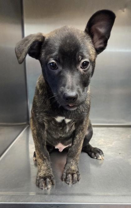 Enlarge Simba, a Adoptable mixed breed in Malvern, PA image 2/3