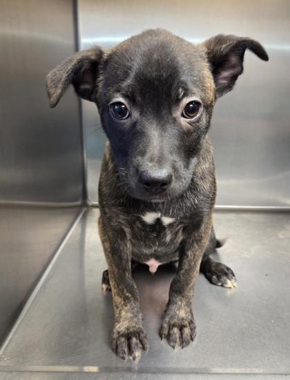 Enlarge Simba, a Adoptable mixed breed in Malvern, PA image 3/3