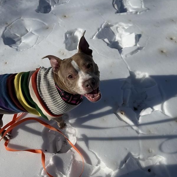 Enlarge Peppermint, a Adoptable mixed breed in Chester, PA image 6/6
