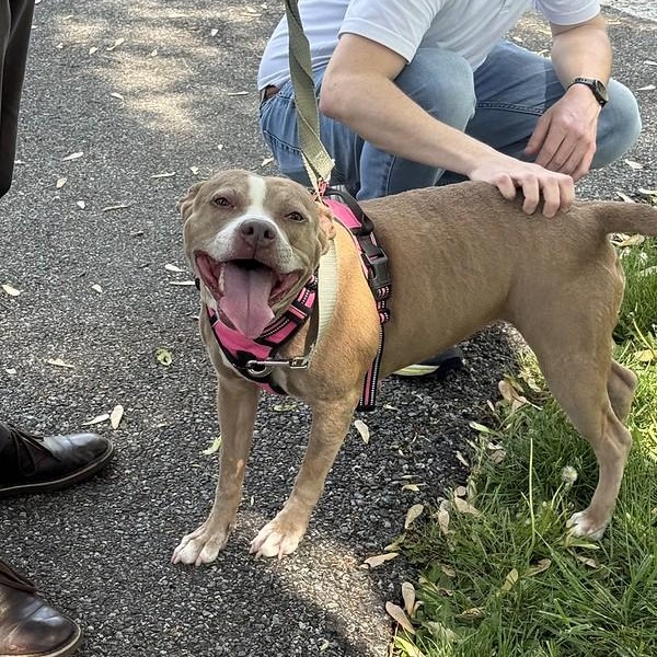 Peppermint, a Adoptable mixed breed in Chester, PA image 1/6
