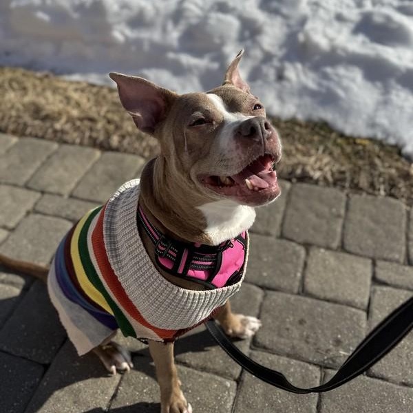 Enlarge Peppermint, a Adoptable mixed breed in Chester, PA image 5/6