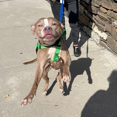 Enlarge Peppermint, a Adoptable mixed breed in Philadelphia, PA image 4/6