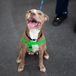 Peppermint, Adoptable, Adult Female Pit Bull Terrier.