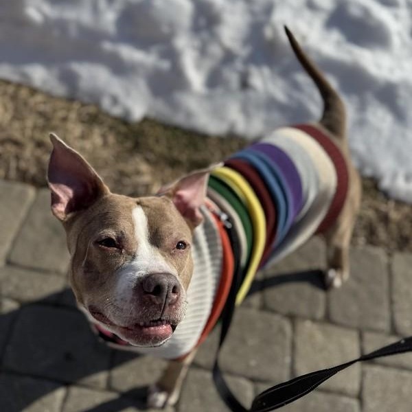 Enlarge Peppermint, a Adoptable mixed breed in Chester, PA image 1/6