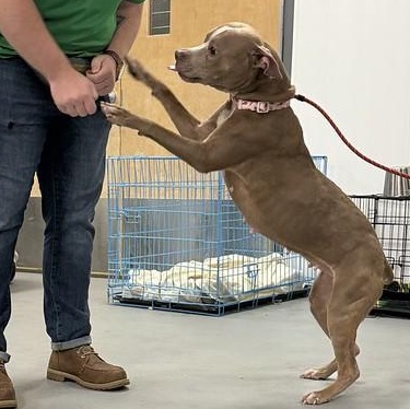 Enlarge Peppermint, a Adoptable mixed breed in Philadelphia, PA image 5/6