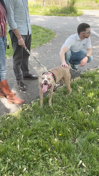 Enlarge Peppermint, a Adoptable mixed breed in Chester, PA video 6/6