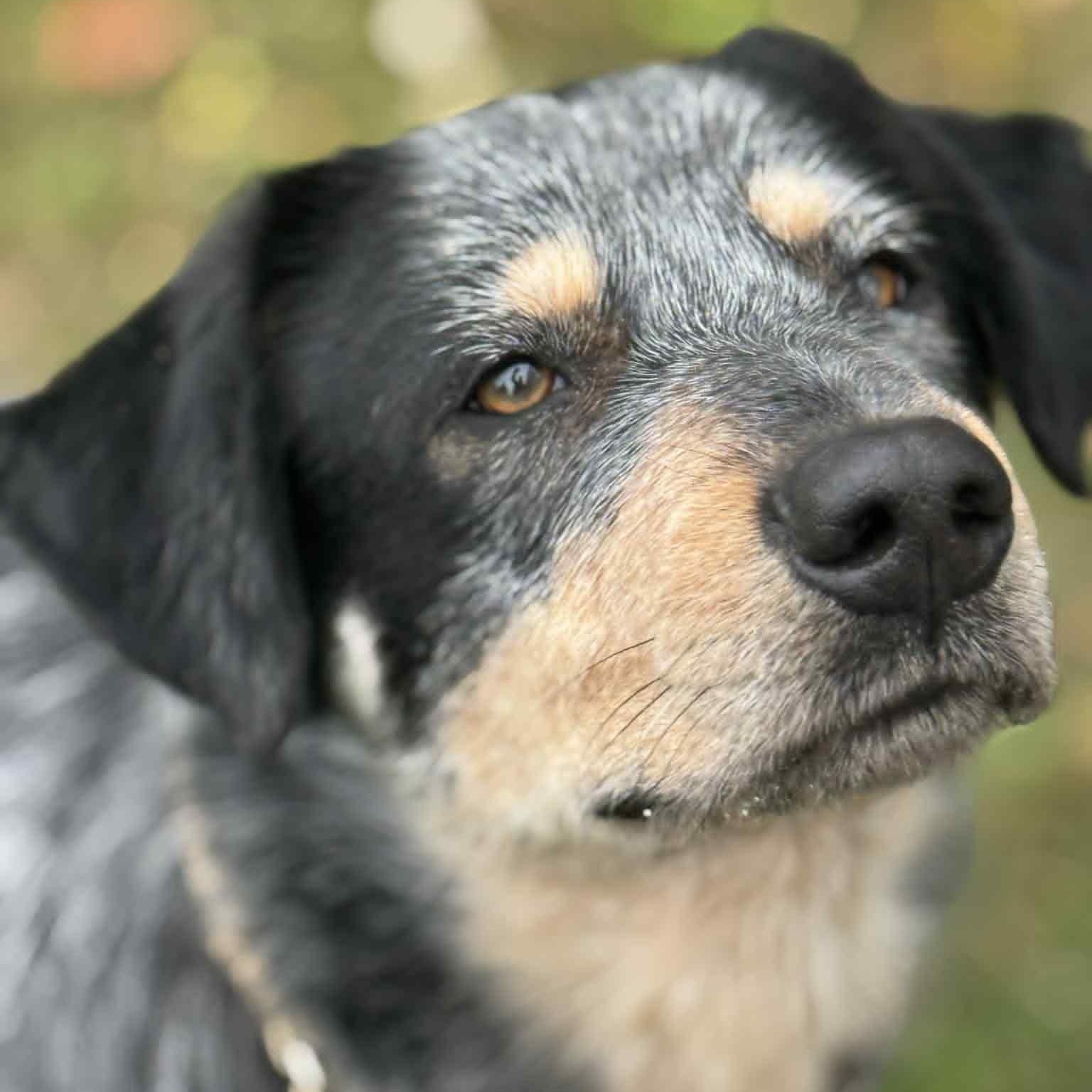 Enlarge Dusty, a Adoptable mixed breed in Danbury, CT image 2/6