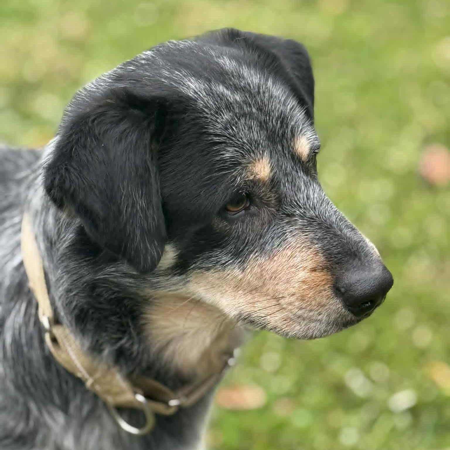Enlarge Dusty, a Adoptable mixed breed in Danbury, CT image 3/6