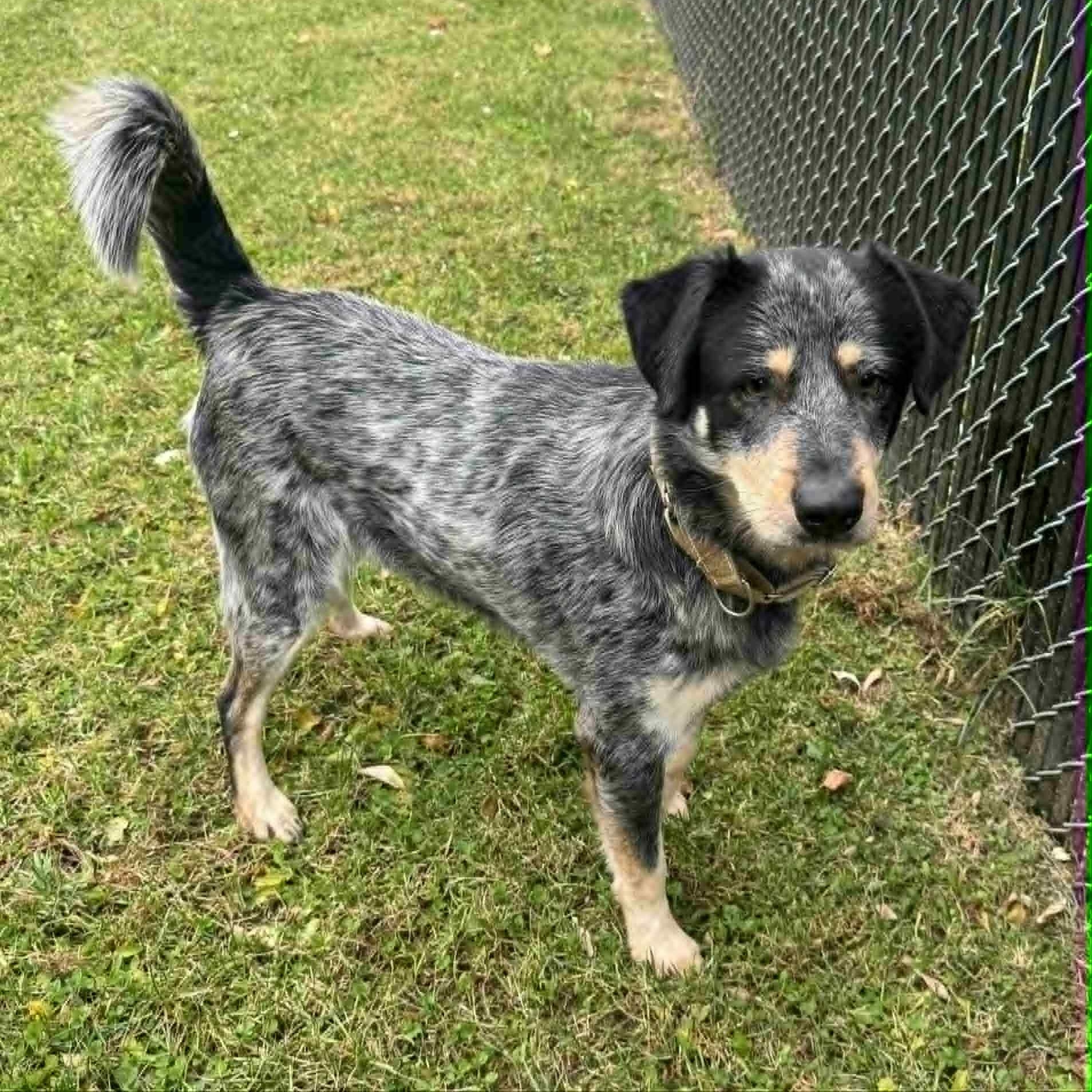 Enlarge Dusty, a Adoptable mixed breed in Danbury, CT image 4/6