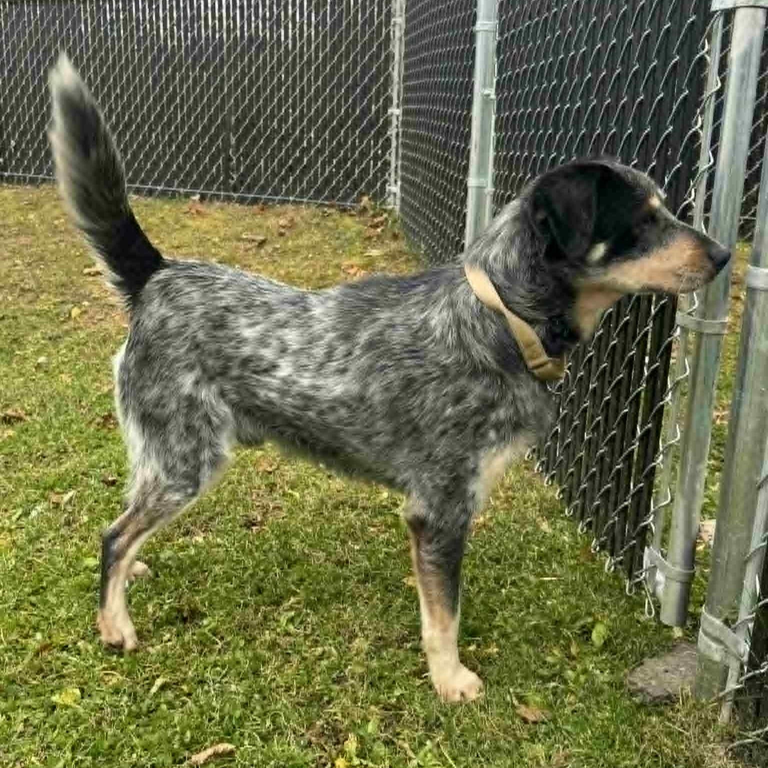 Enlarge Dusty, a Adoptable mixed breed in Danbury, CT image 5/6