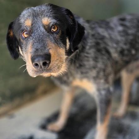 Dusty, Adoptable, Young Male Australian Cattle Dog / Blue Heeler.