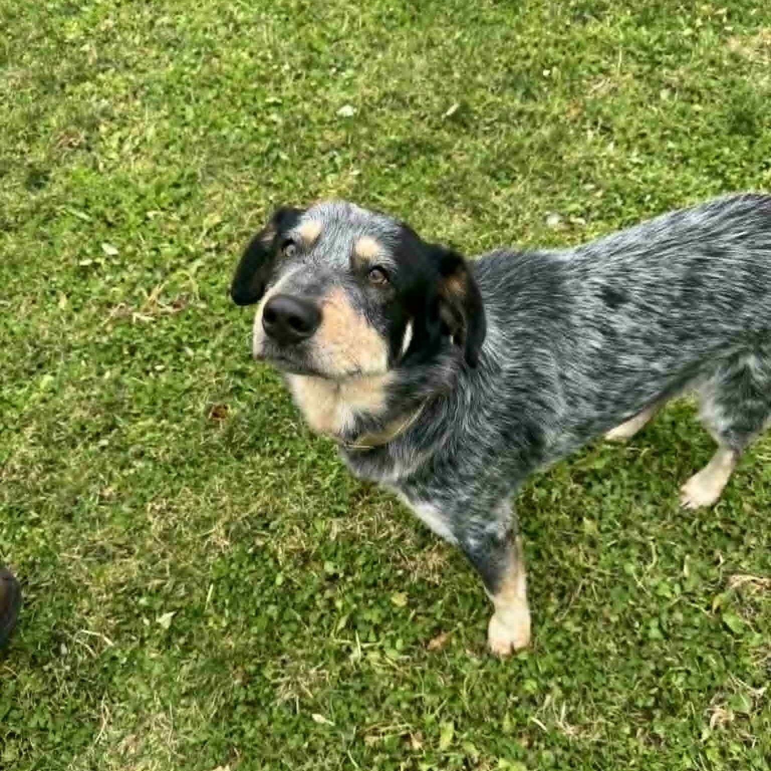 Enlarge Dusty, a Adoptable mixed breed in Danbury, CT image 6/6