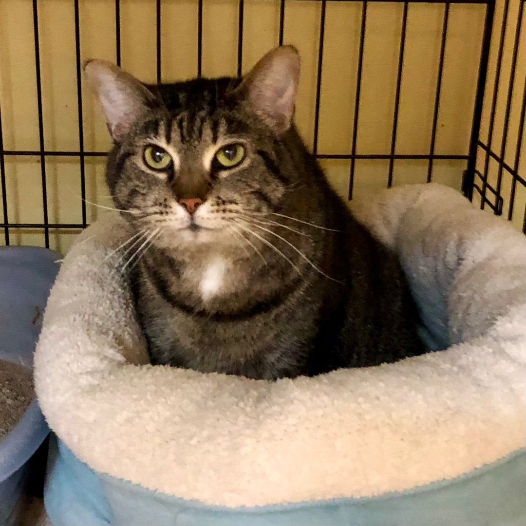 Autumn, Adoptable, Adult Female Domestic Short Hair.