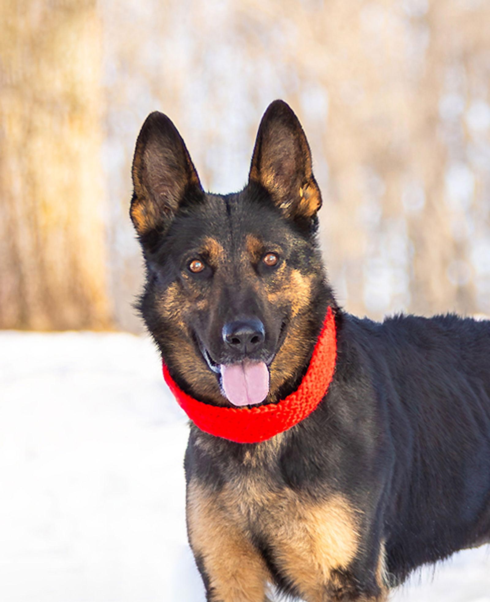 Holly, Adoptable, Adult Female German Shepherd Dog.