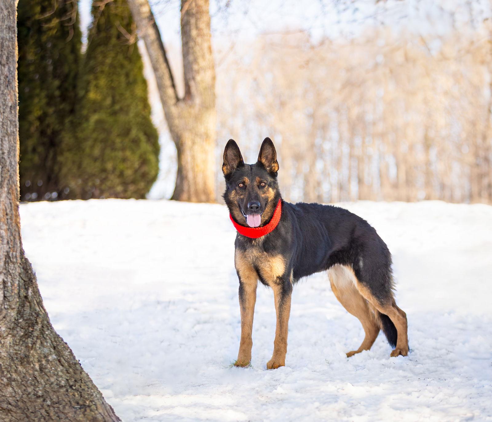 Holly, Adoptable, Adult Female German Shepherd Dog.