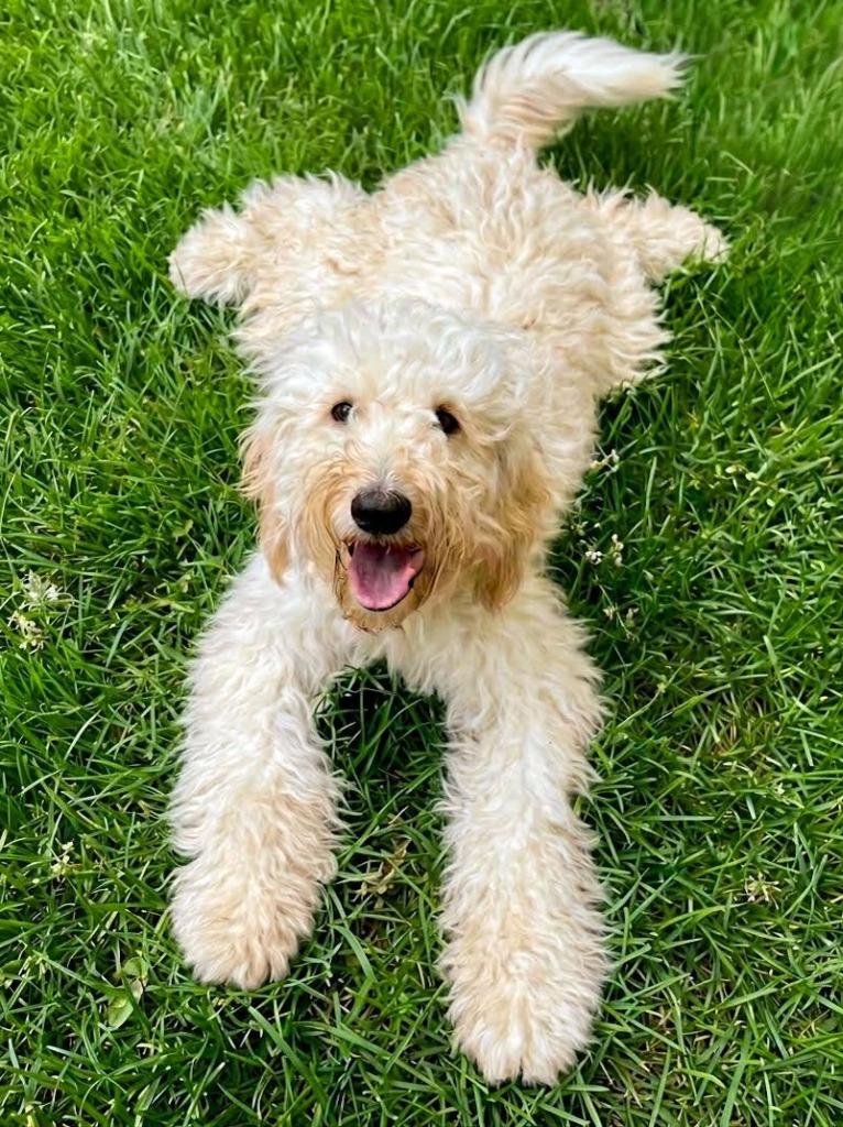 Enlarge Lillie, a Adoptable mixed breed in Vashon, WA image 1/1
