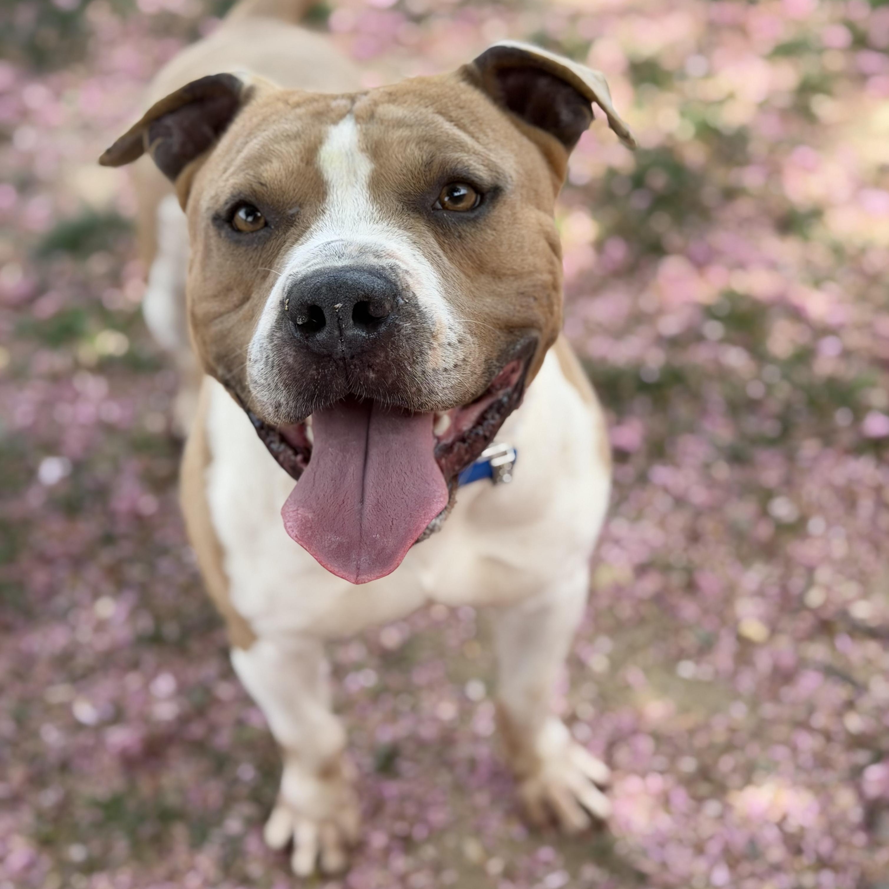 26-00457, ADOPTABLE, Adult Male Pit Bull Terrier.