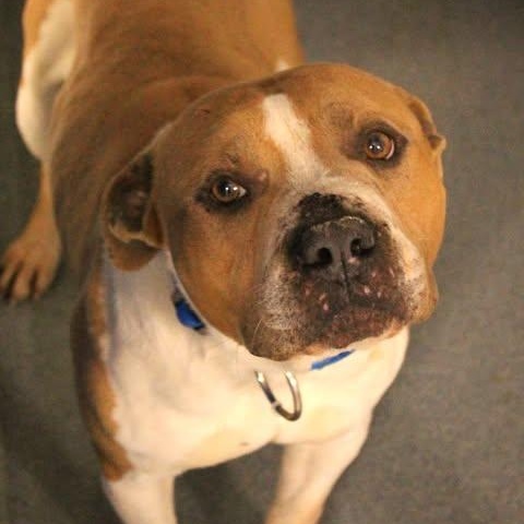 Enlarge 26-00457, a ADOPTABLE mixed breed in Fredericksburg, VA image 2/2