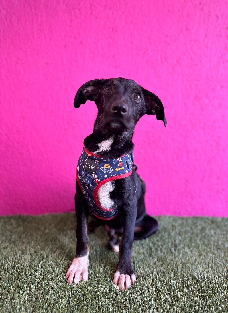 Dog for adoption Alvin, a Black Labrador Retriever & Shepherd Mix in