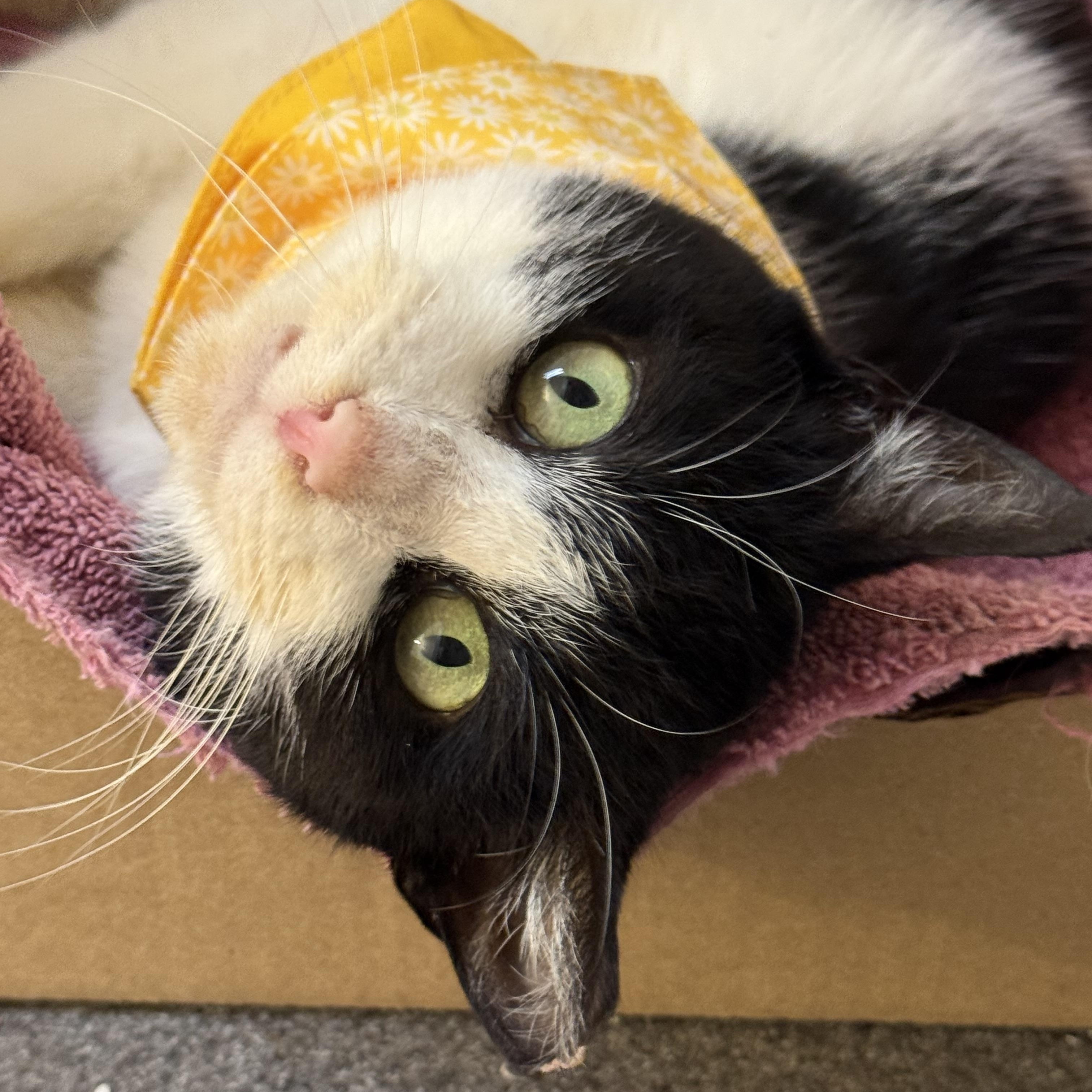 Enlarge Holly, a ADOPTABLE Domestic Short Hair in Frewsburg, NY image 2/3