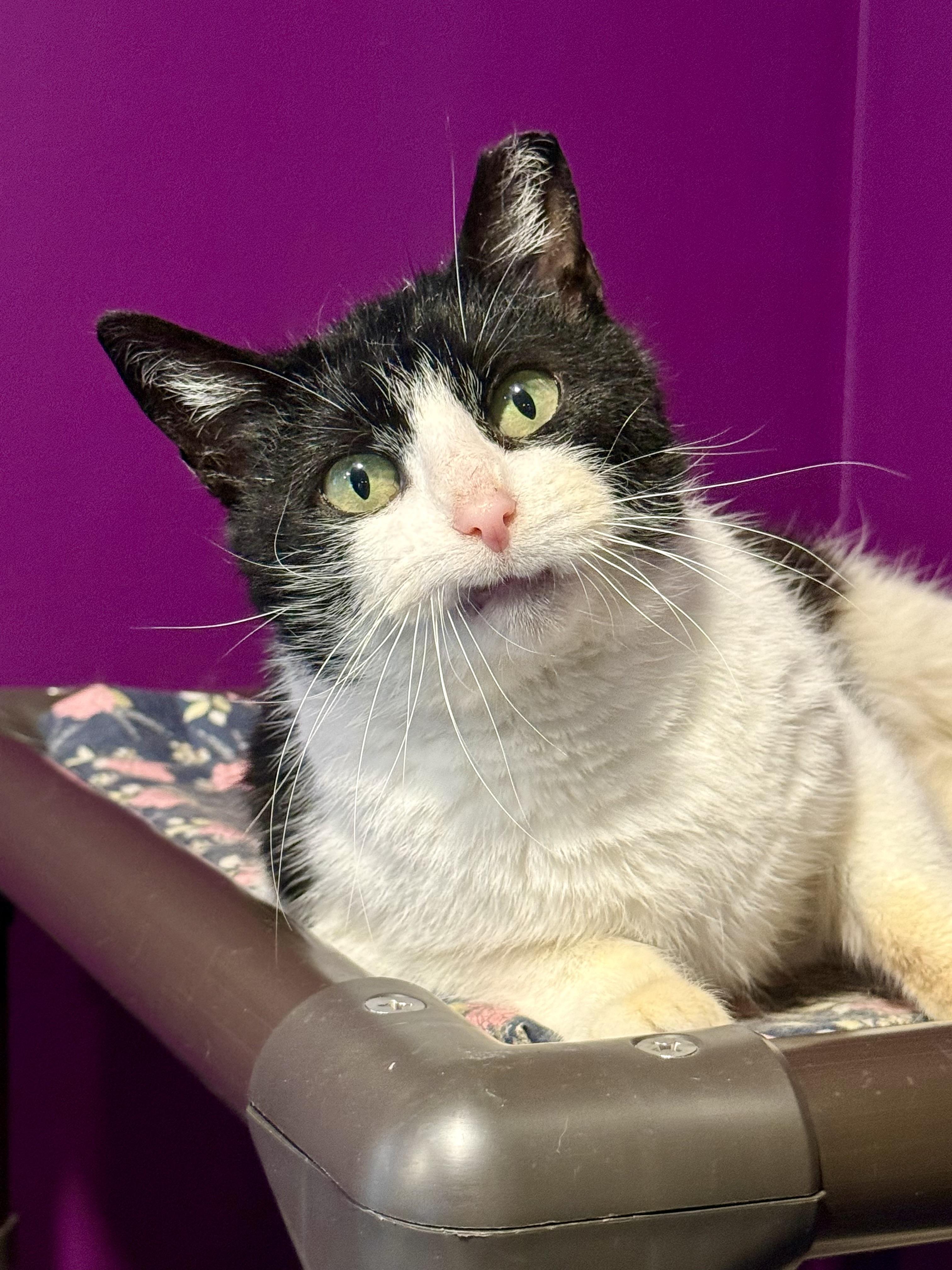 Enlarge Holly, an adoptable Domestic Short Hair in Frewsburg, NY image 1/4