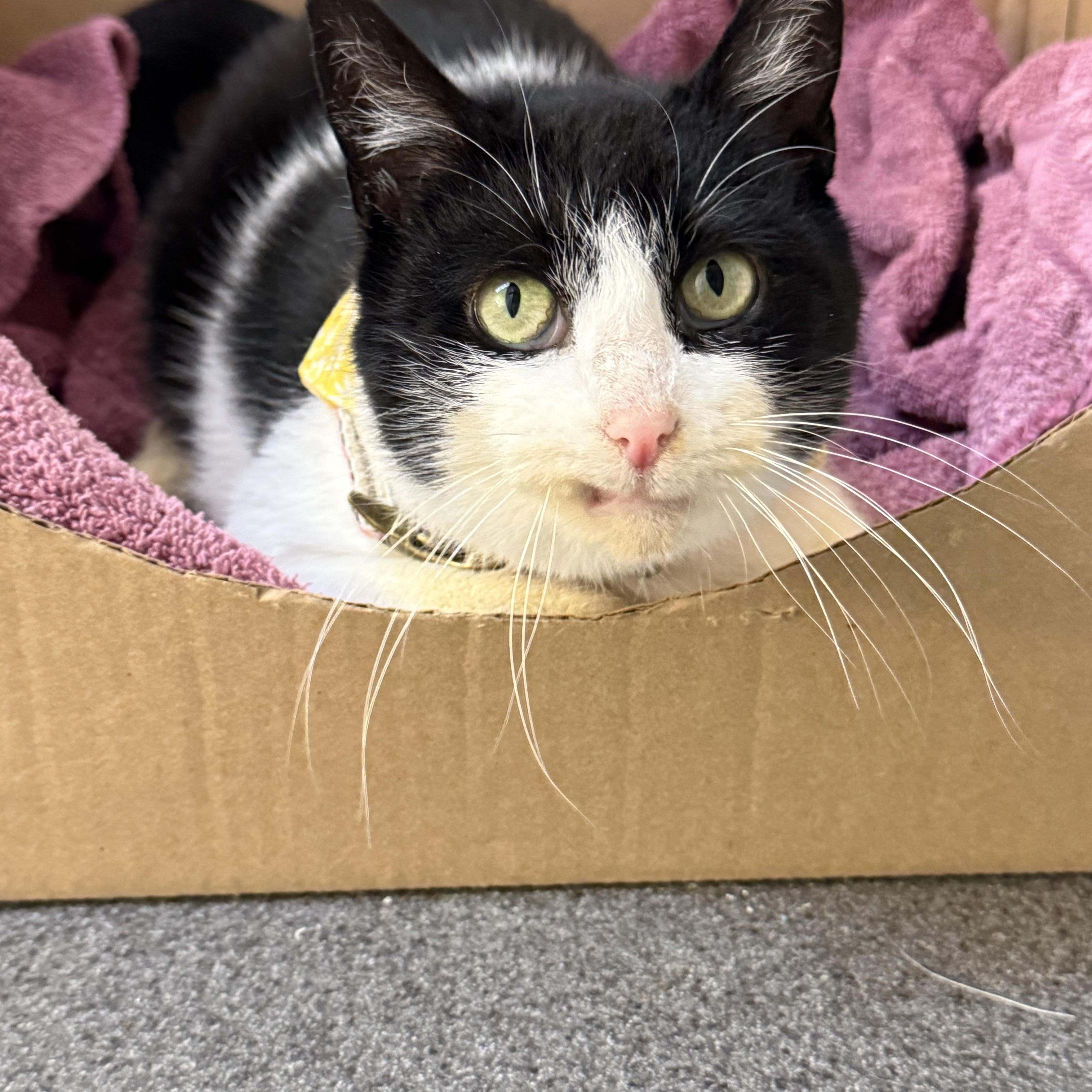 Enlarge Holly, a ADOPTABLE Domestic Short Hair in Frewsburg, NY image 3/3