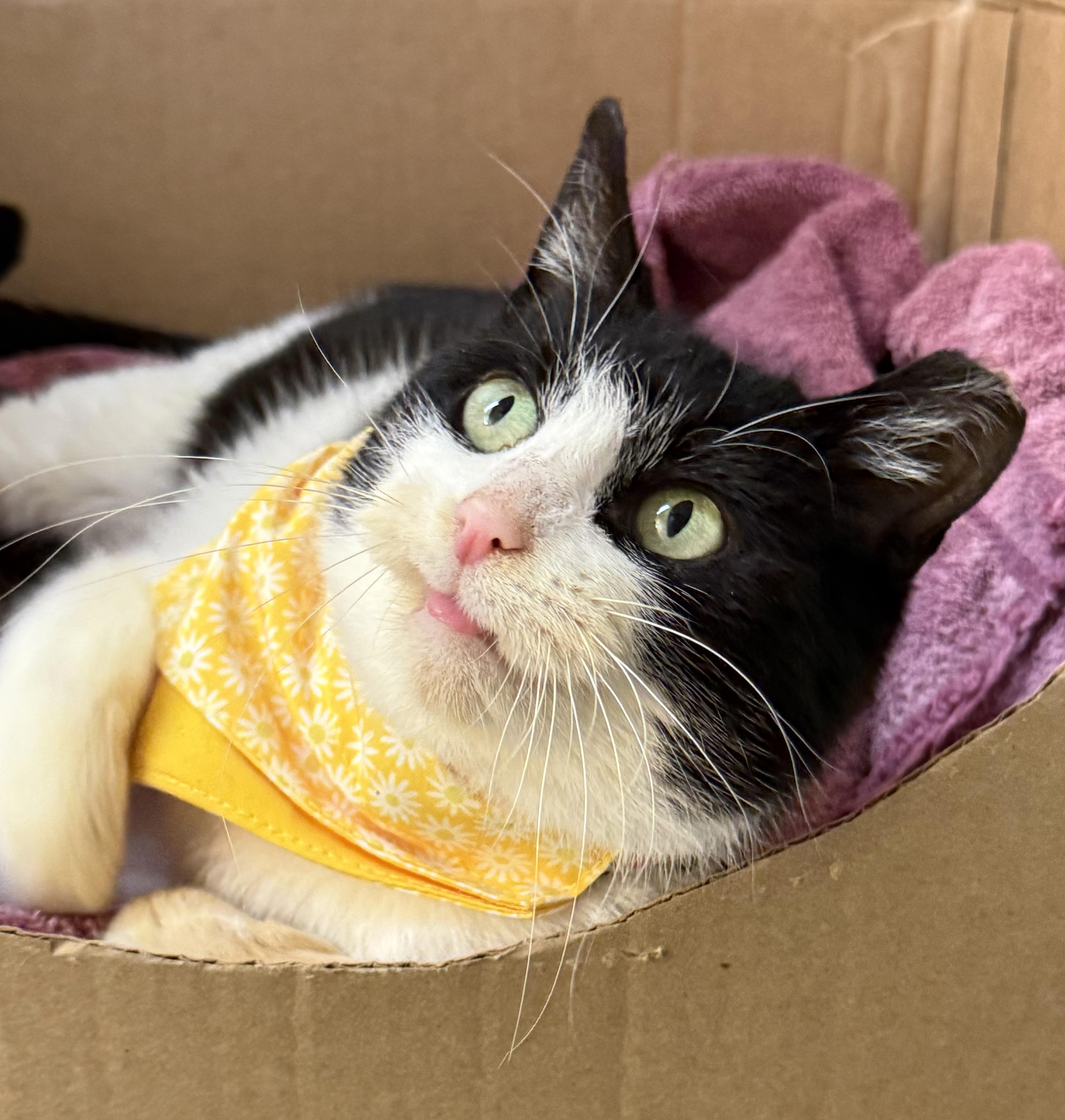 Enlarge Holly, a ADOPTABLE Domestic Short Hair in Frewsburg, NY image 1/3