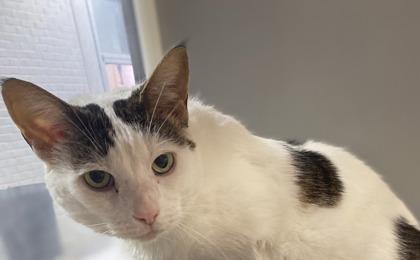 Baby, an adoptable mixed breed in Annapolis, MD image 3/3