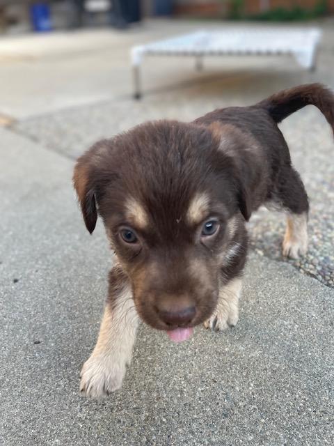 Enlarge Tortellini (Pasta litter), a Adoptable mixed breed in Redwood City, CA image 4/6