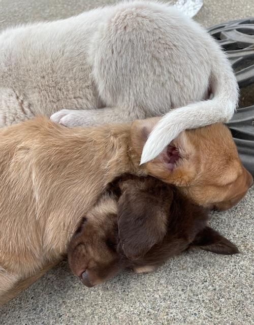 Enlarge Tortellini (Pasta litter), a Adoptable mixed breed in Redwood City, CA image 5/6