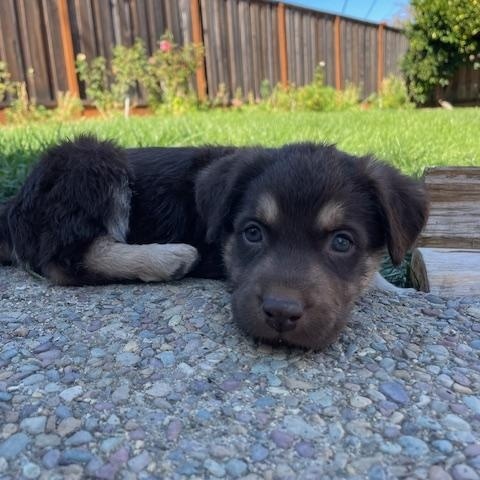 Enlarge Tortellini (Pasta litter), a Adoptable mixed breed in Redwood City, CA image 3/6
