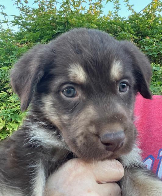 Enlarge Tortellini (Pasta litter), a Adoptable mixed breed in Redwood City, CA image 1/6